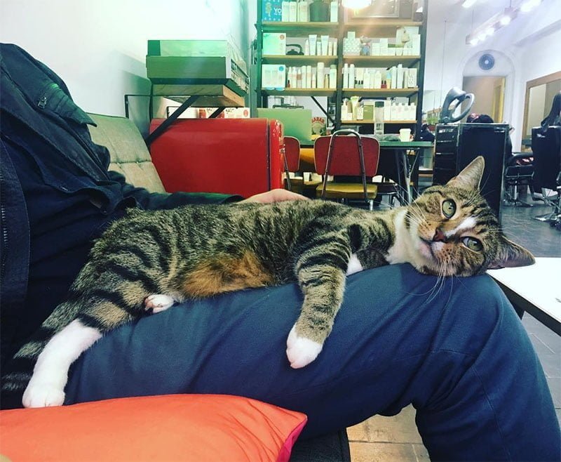 Gato feliz en las piernas Gato feliz en las piernas