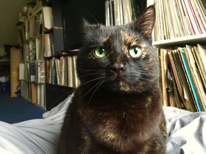 Gato pensando