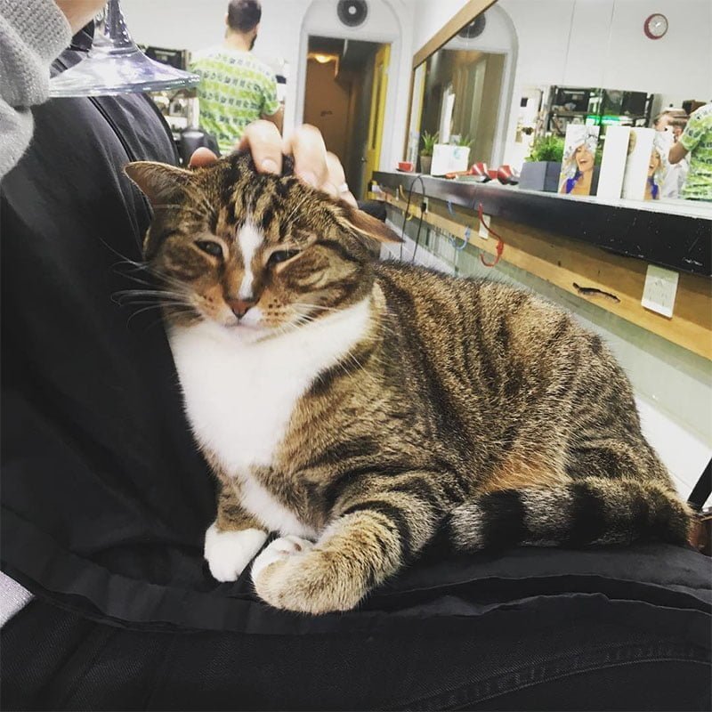Gato recibe cariño Gato recibe cariño