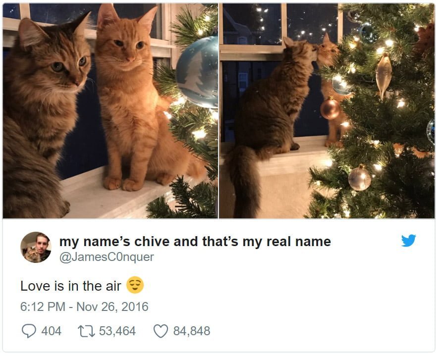Gatos adoptados