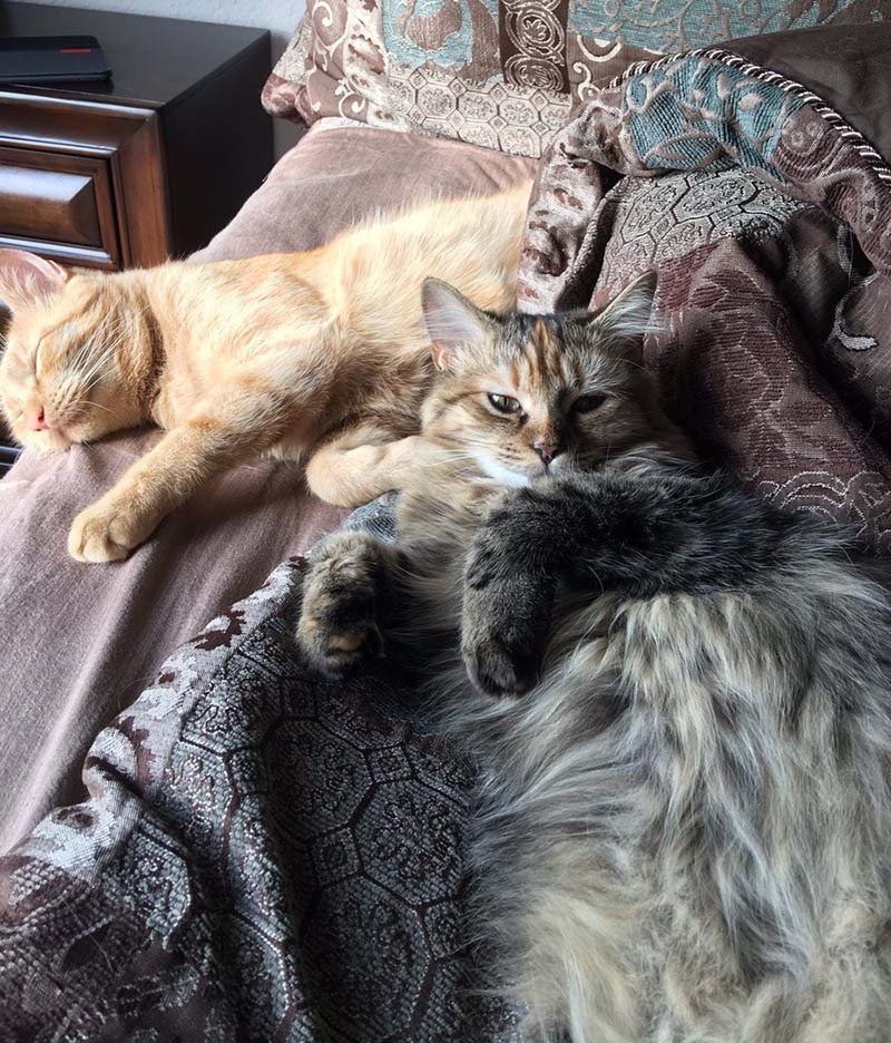 Gatos mejores amigos Gatos mejores amigos