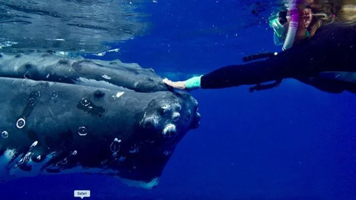 Hauser y la ballena Hauser y la ballena