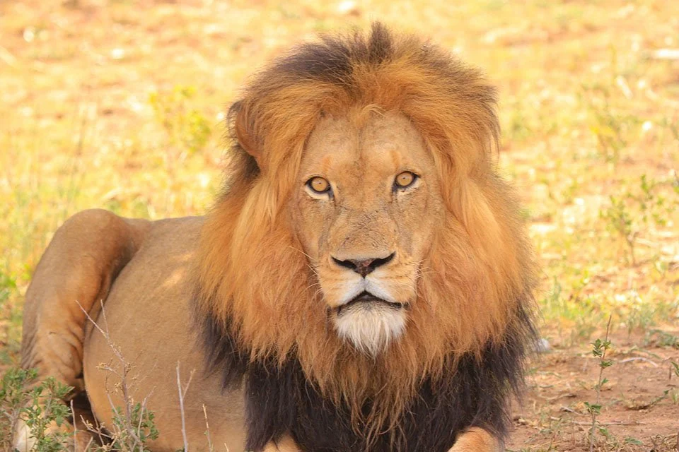 León León