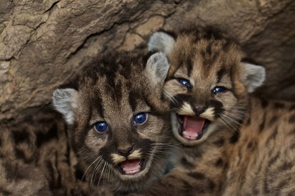 Leones de montaña cachorros