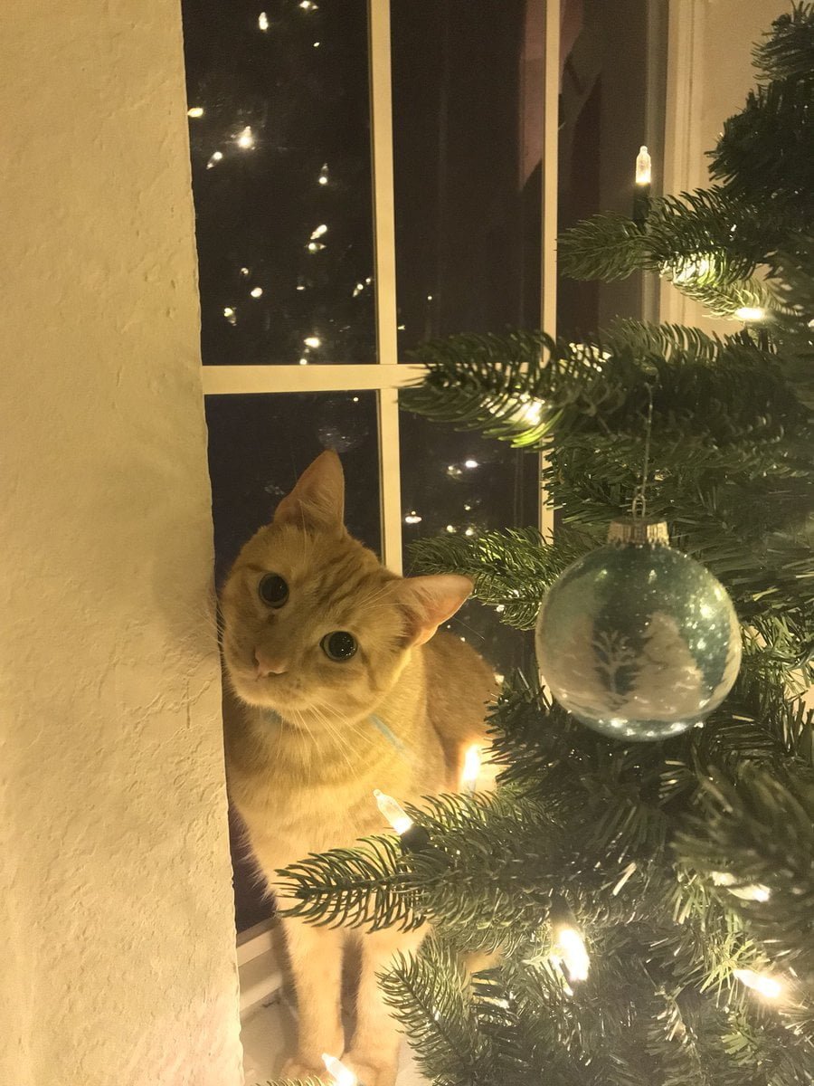 Louie gato