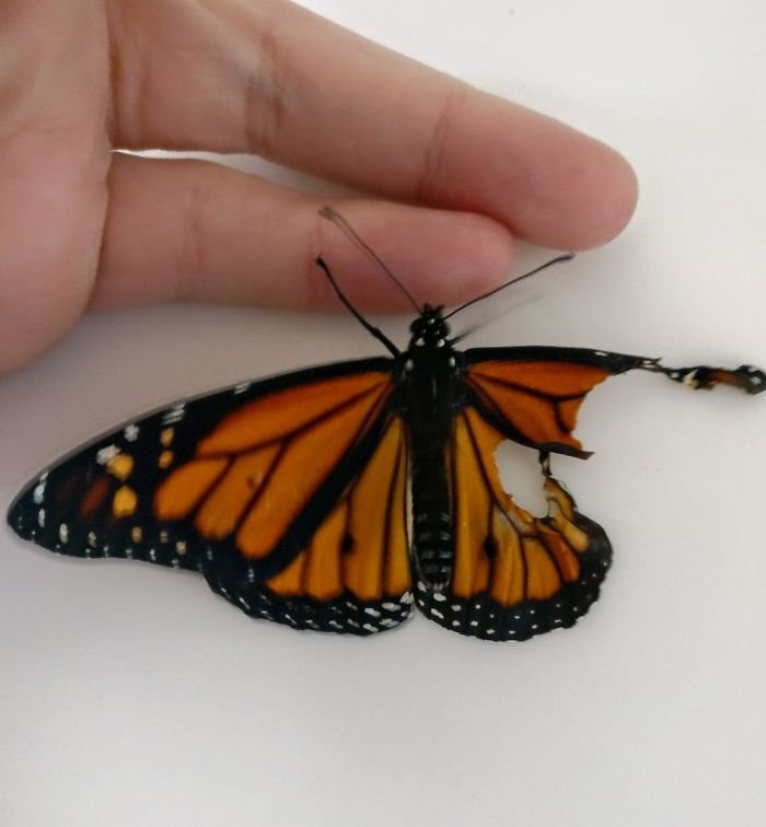 Mariposa con el ala rota