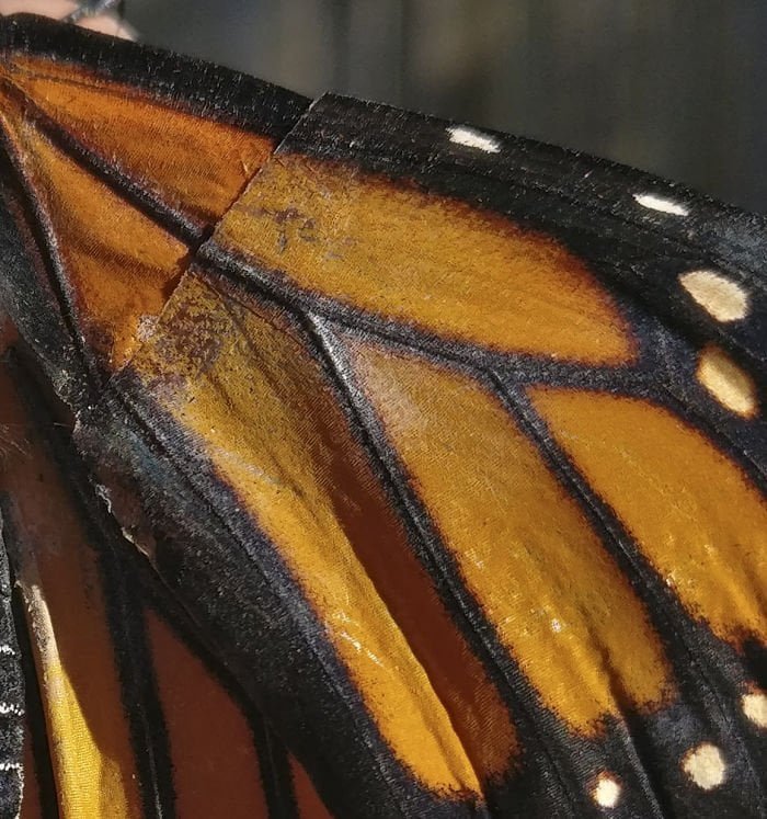 Mariposa con nueva ala