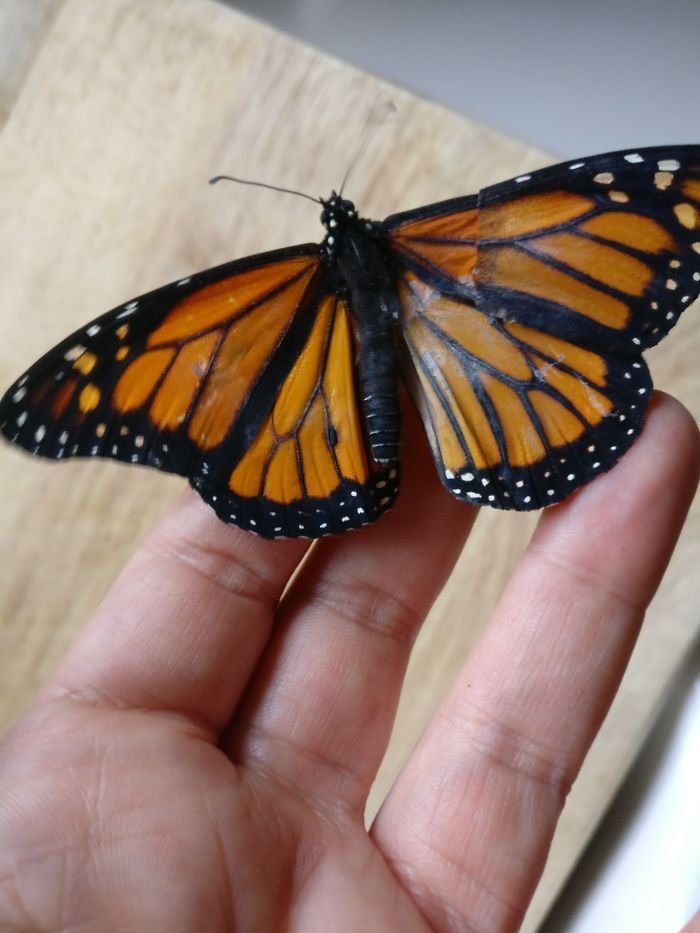 Mariposa monarca