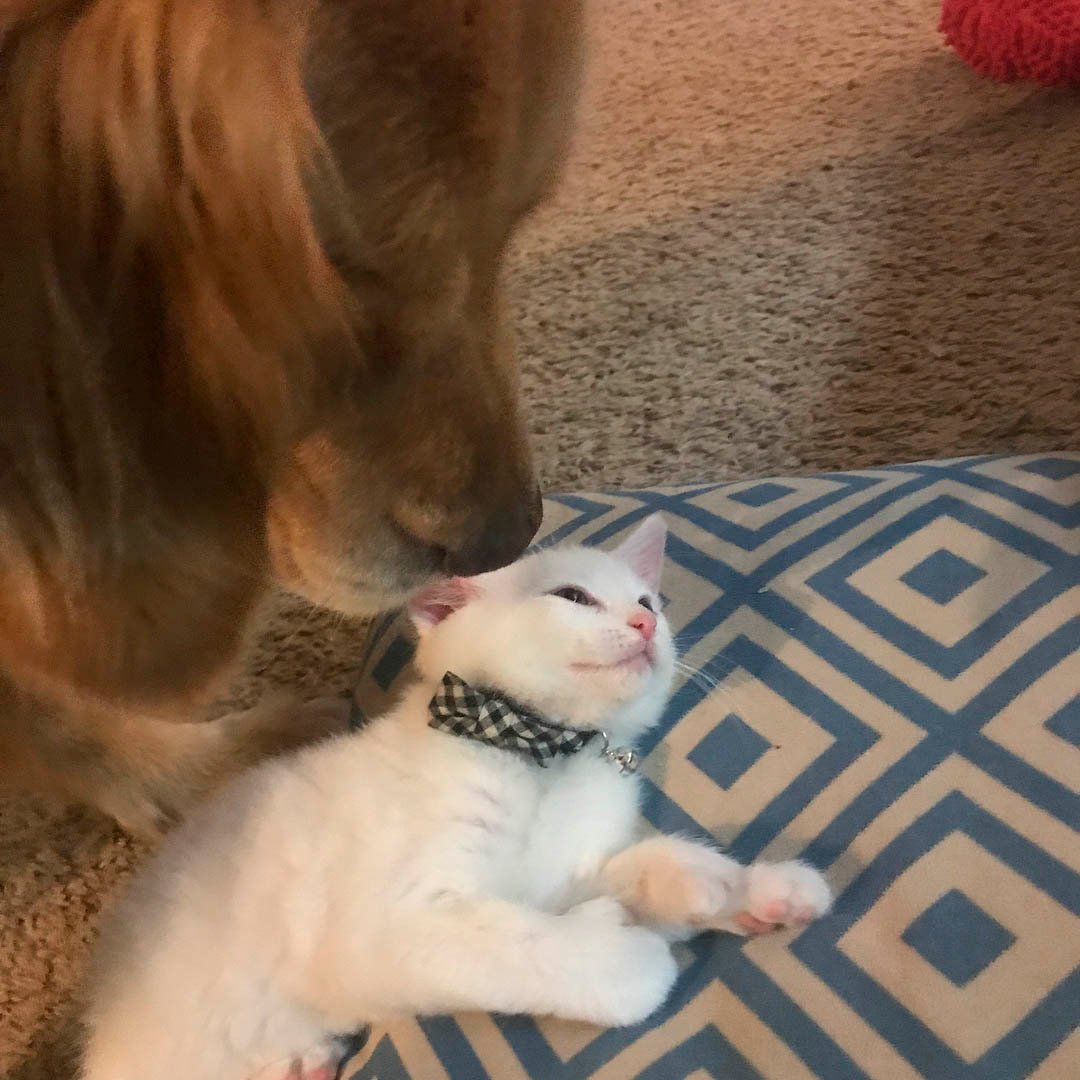 Mojito y Skywalker pequeño
