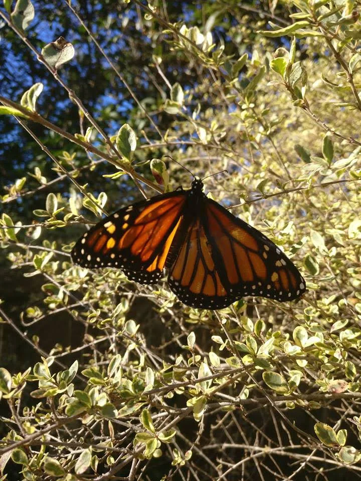 Monarch butterfly