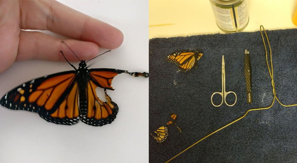 Mujer ayuda a una mariposa con el ala rota a volar por primera vez 1 Mujer ayuda a mariposa monarca con el ala rota