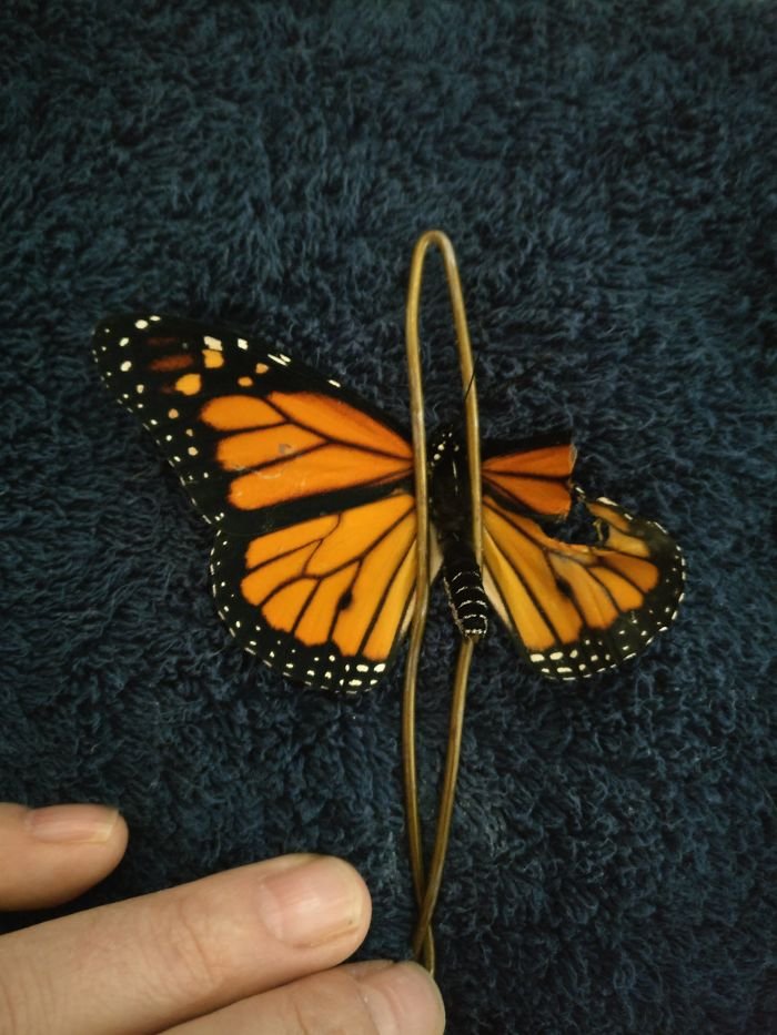 Operación de ala rota de mariposa