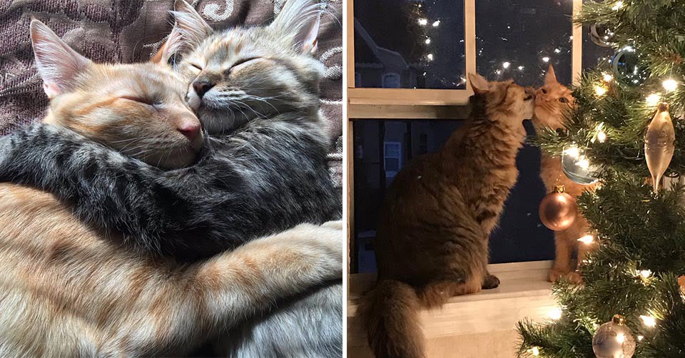Pareja fue a adoptar a una gatita en el refugio y ella no quería dejar a su mejor amigo