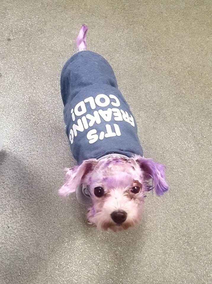 Pequeña Violet
