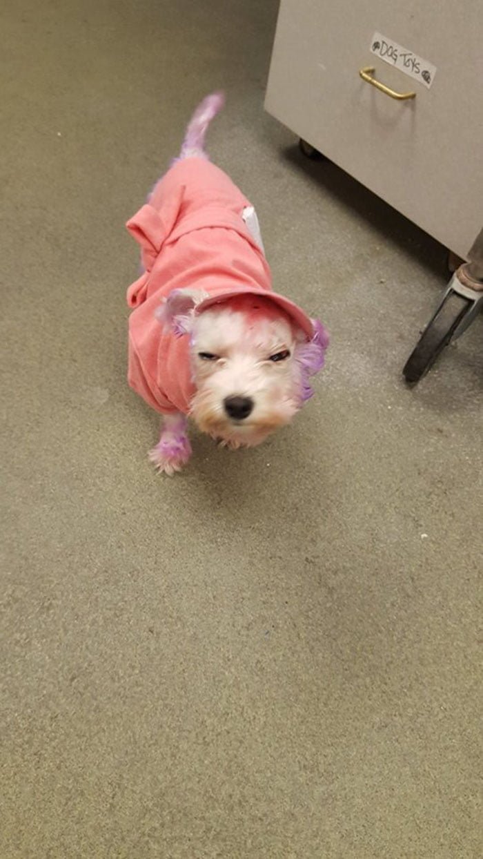Pequeña maltratada