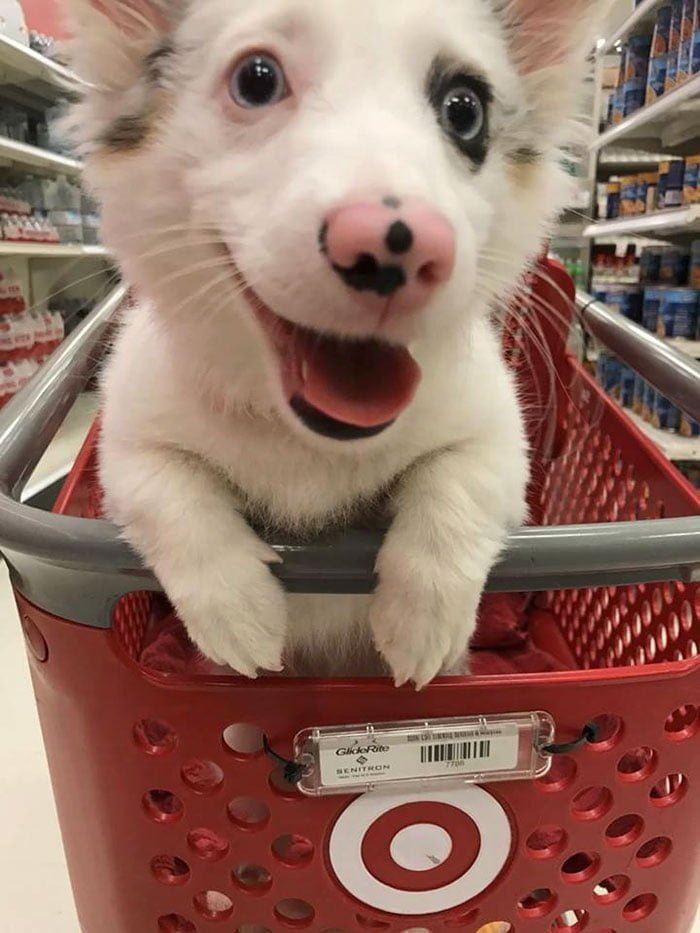 Perrito feliz en el supermercado