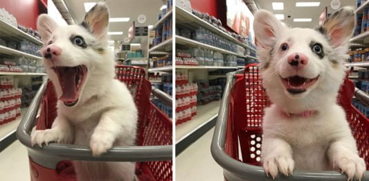Perrito va al supermercado y tiene el mejor día