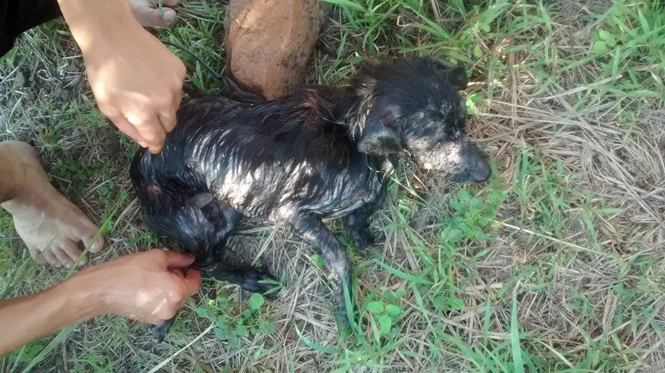Perro arrojado al río es rescatado Perro arrojado al río es rescatado