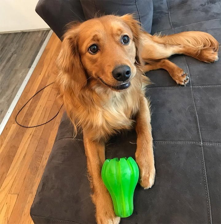 Perro con su juguete favorito