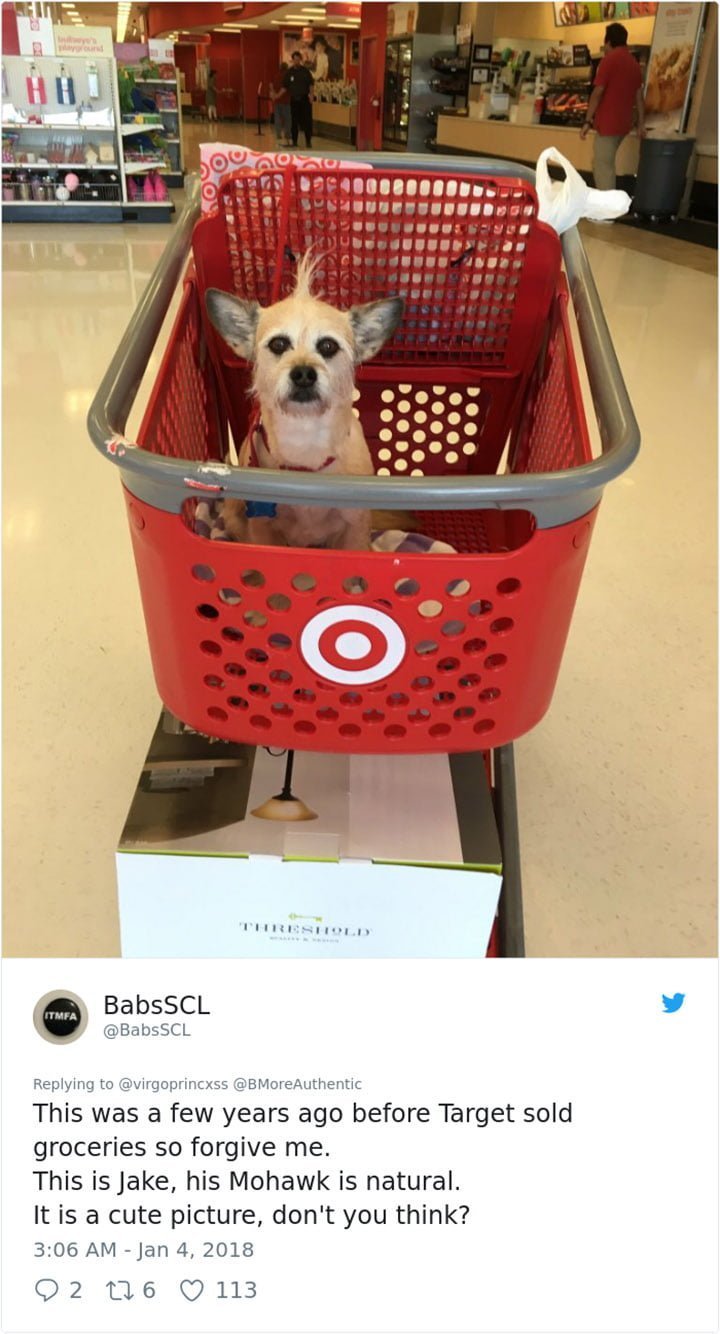 Perro en carrito