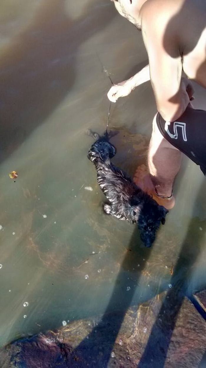 Perro es rescatado del río Perro es rescatado del río