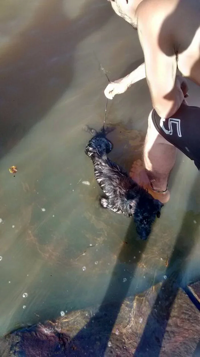 Perro es rescatado del río Perro es rescatado del río