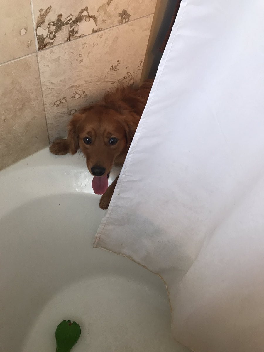 Perro lleva el juguete