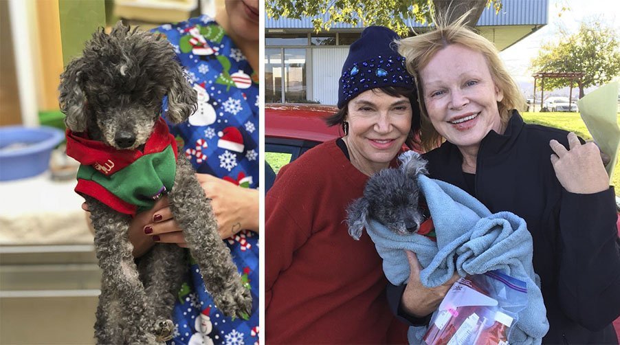 Perro mayor abandonado por ser estúpido ahora es amado