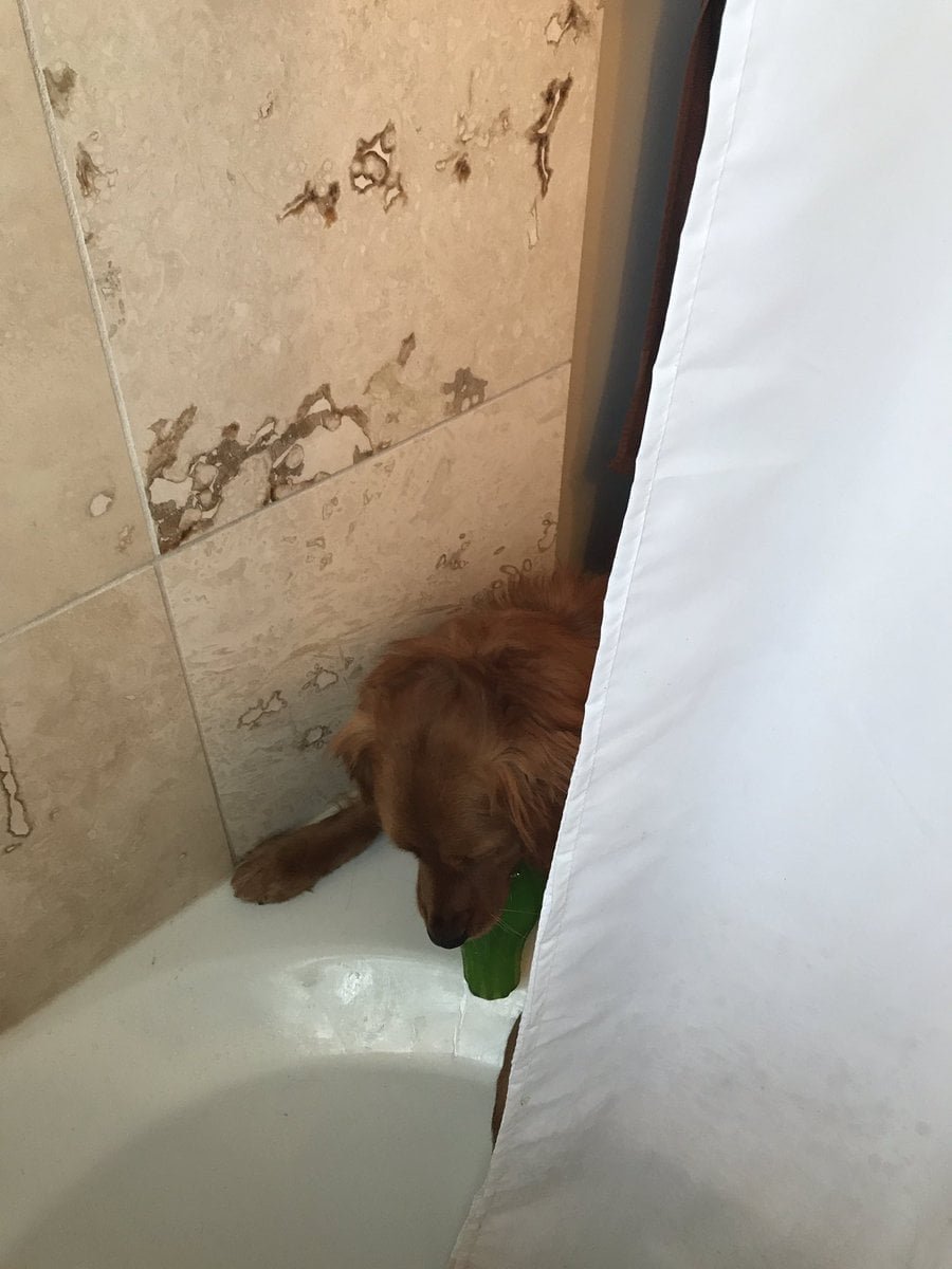 Perro y su juguete