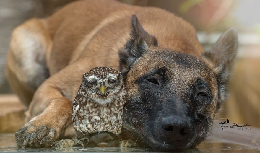 Perro y un búho comparten hermosa amistad