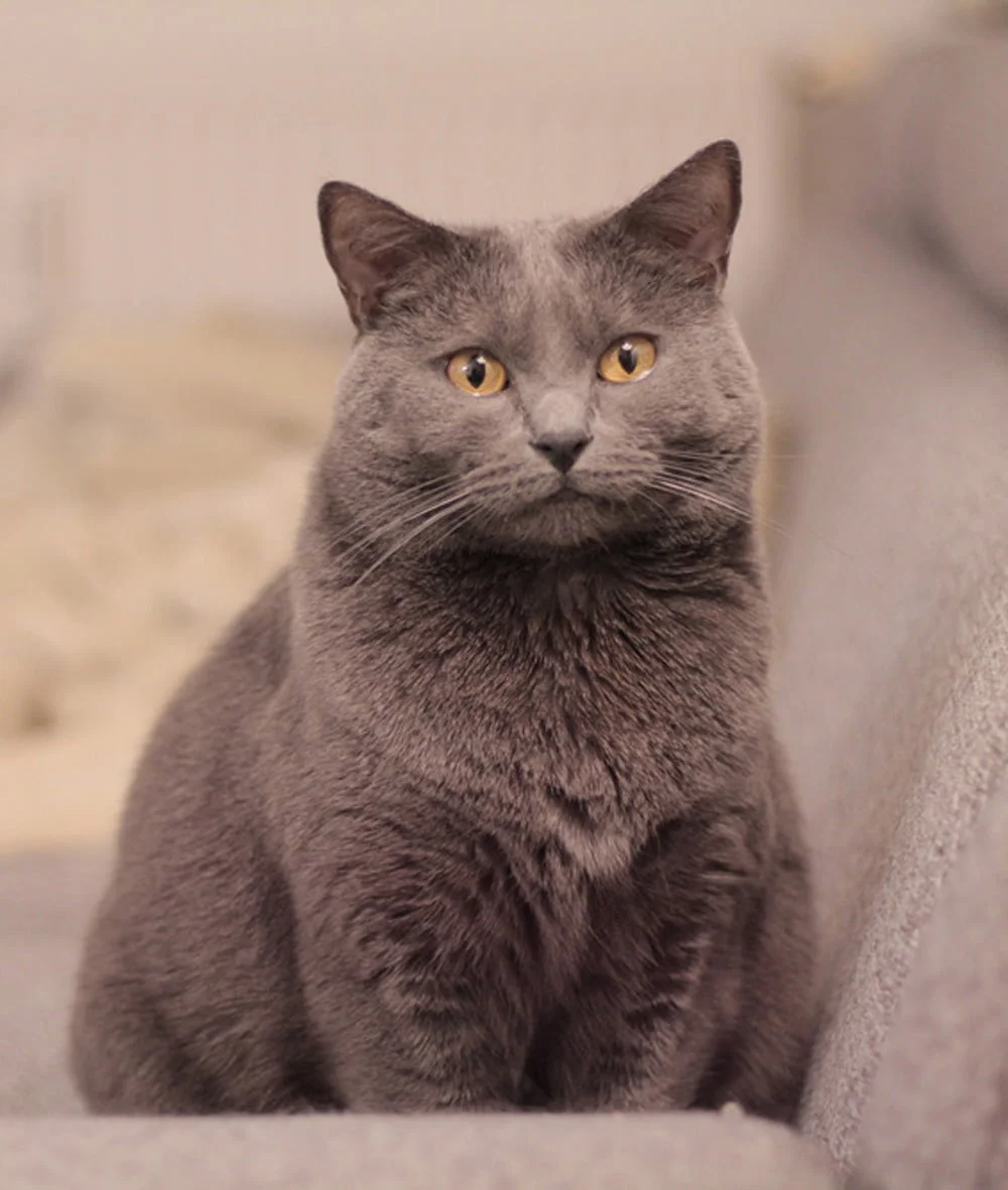 Raza de gato chartreux