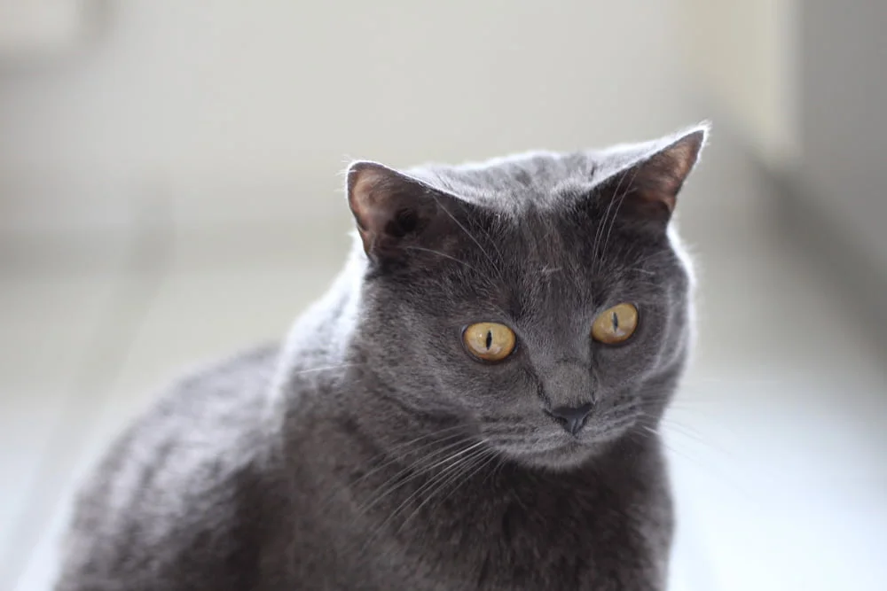 Raza felina cartujo