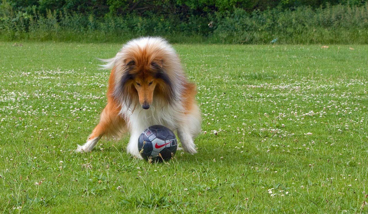 Rough Collie jugando Rough Collie jugando