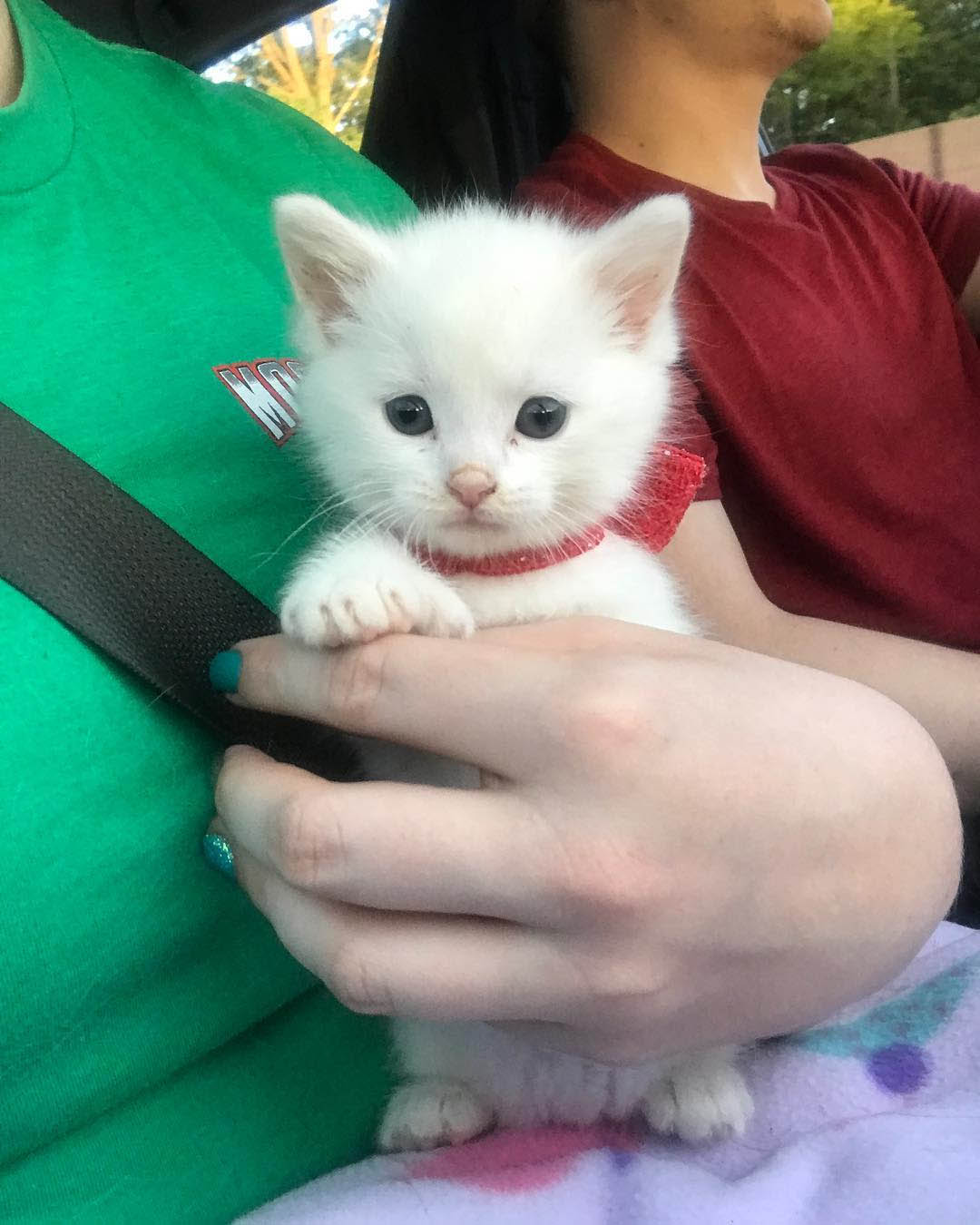 Skywalker pequeño Skywalker pequeño