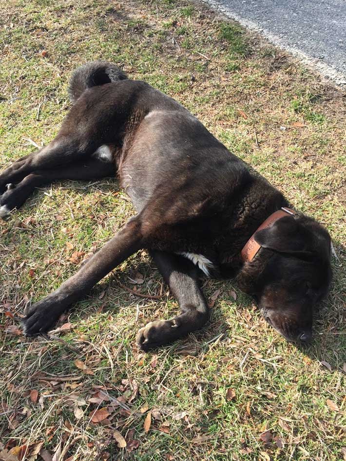 Tizón se hace el muerto Tizón se hace el muerto