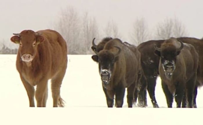 Vaca con bisontes Vaca con bisontes