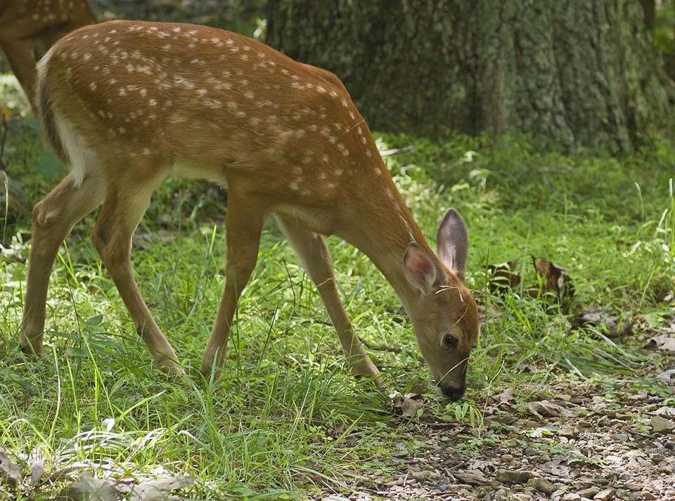 Venado cola blanca
