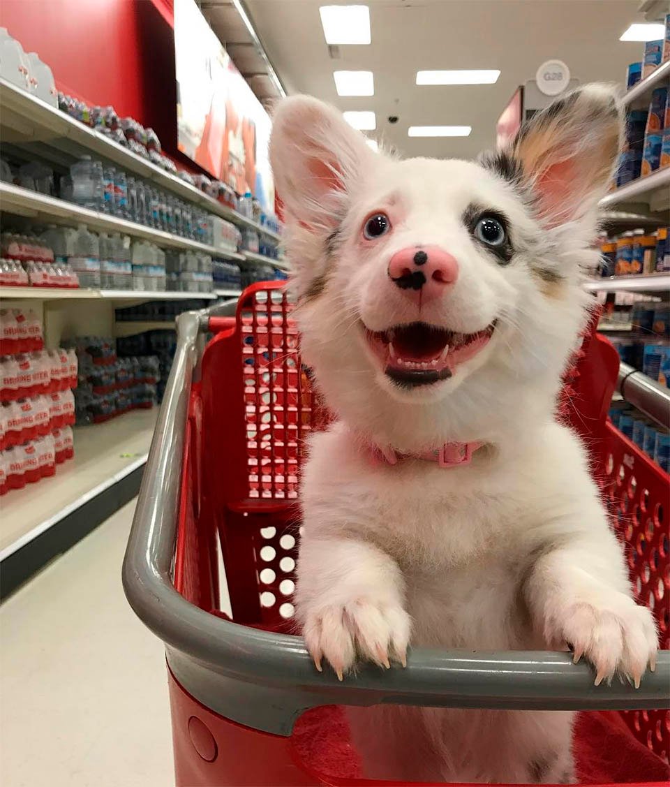 Zira feliz