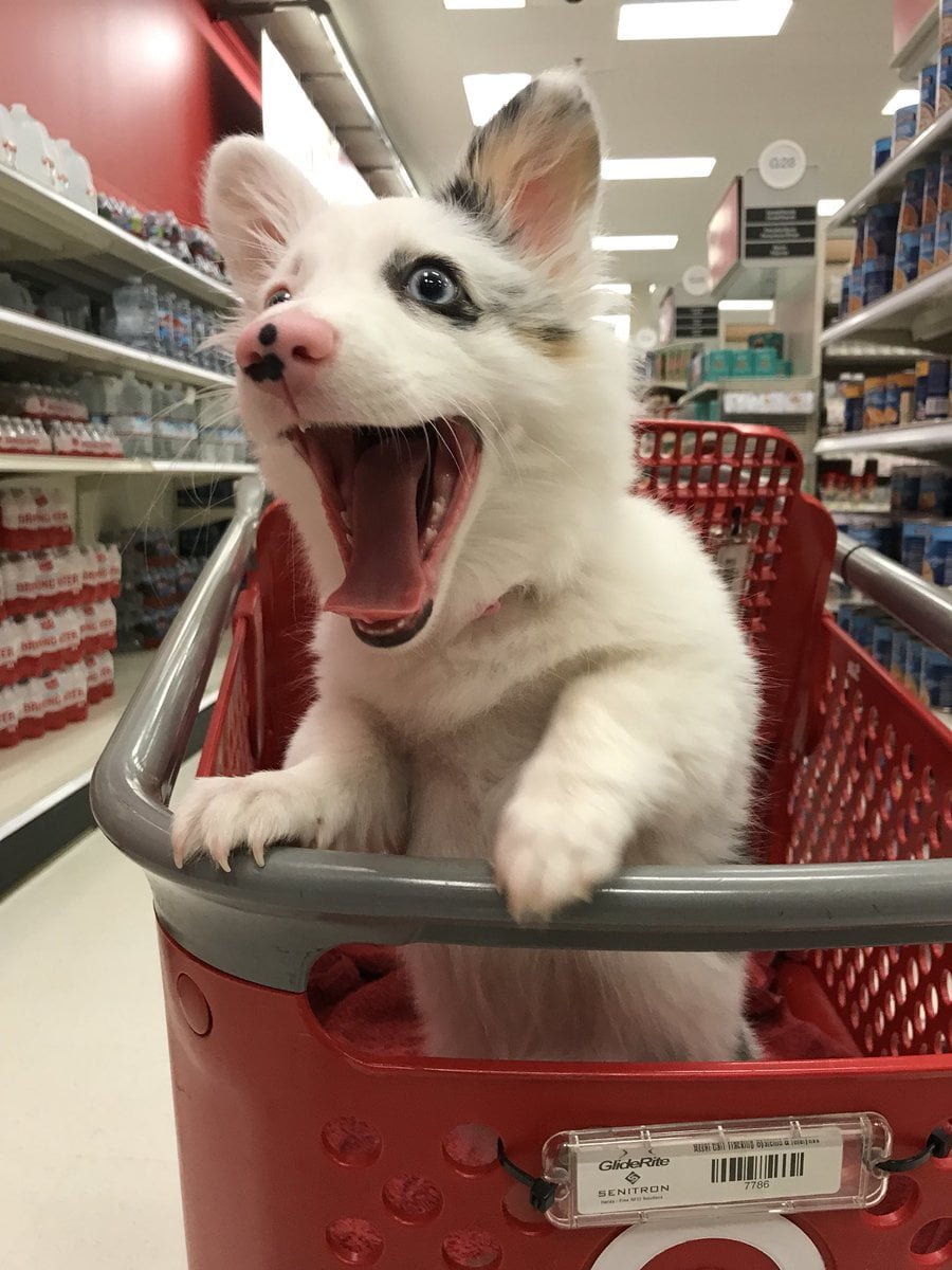 Zira perrita feliz