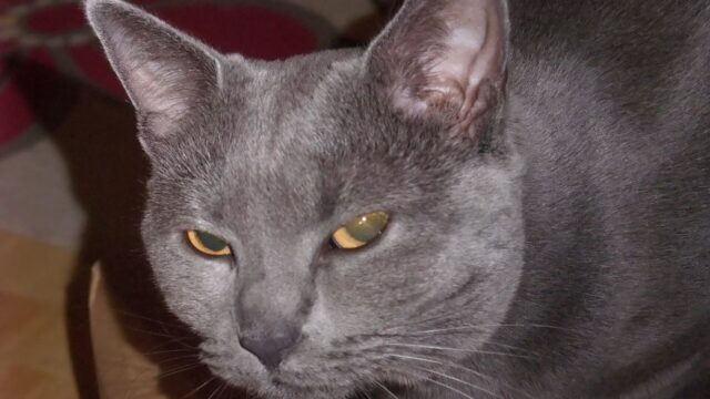 Cara de un gato chartreux gris azulado de ojos dorados