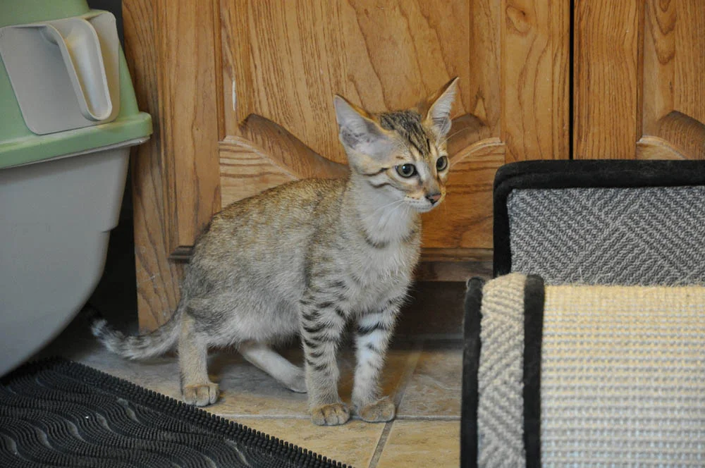 Gato savannah