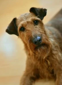 La raza terrier irlandés
