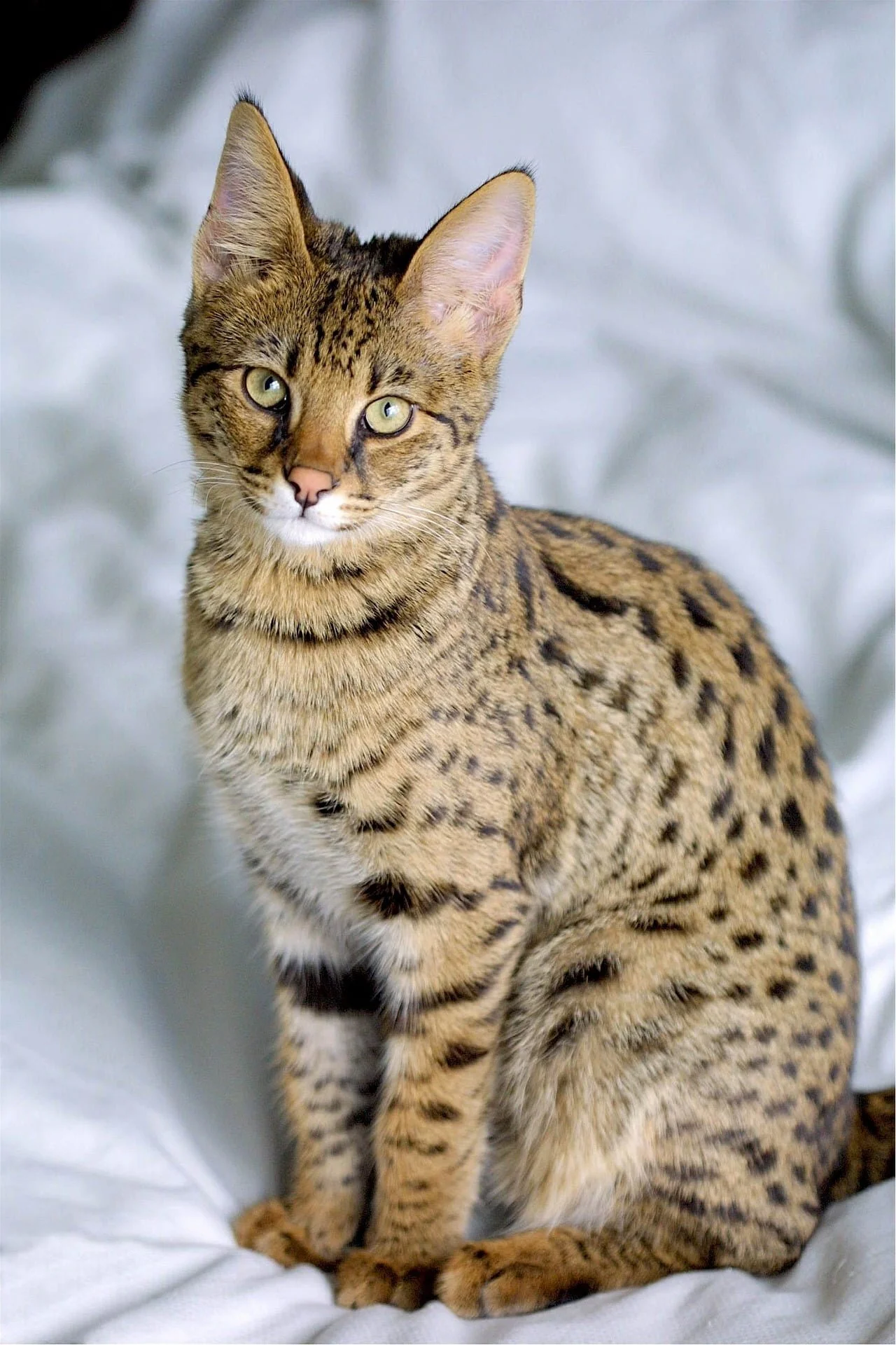 Raza felina savannah
