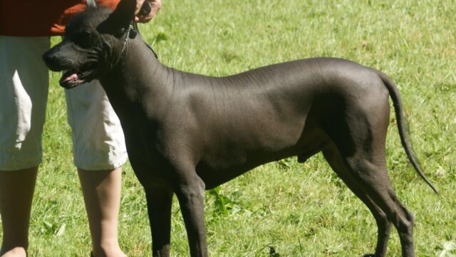 Xoloitzcuintle negro sin pelo de pie y de perfil sobre el pasto