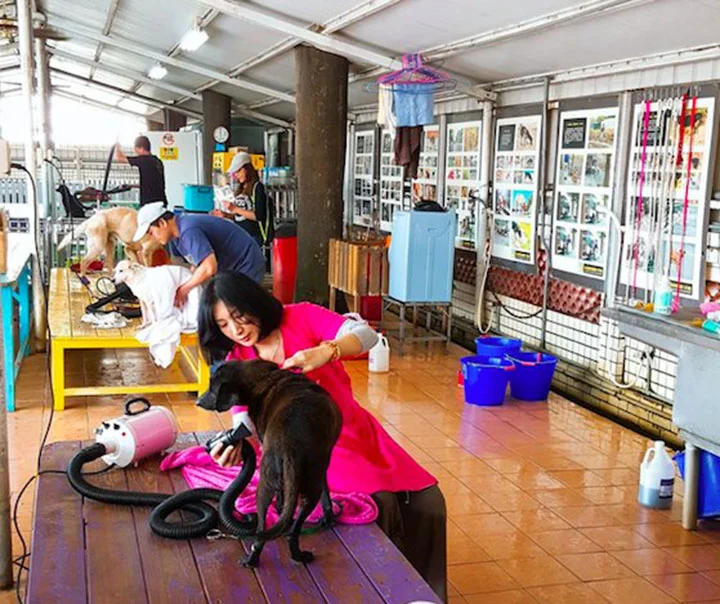 Aseos de perros Aseos de perros
