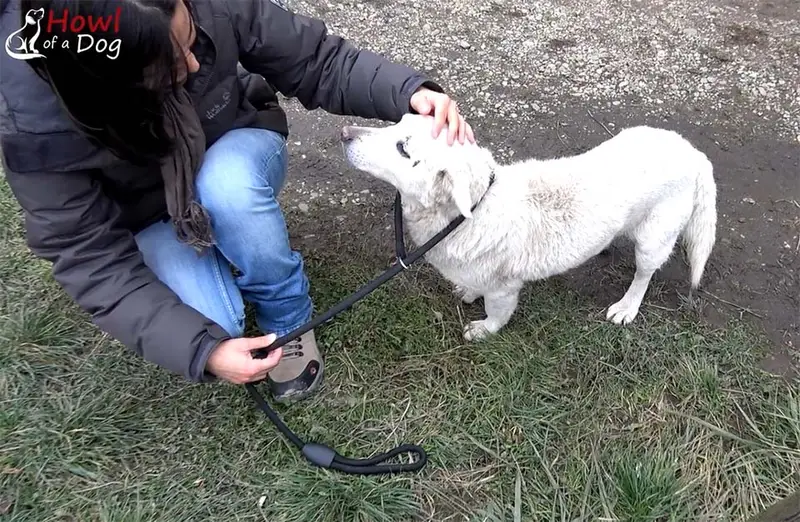 Bobi es rescatado Bobi es rescatado