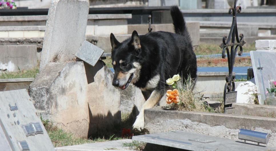 Capitan recorre el cementerio