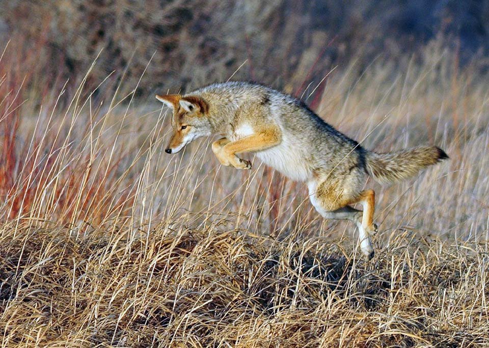 Coyote jugando Coyote jugando