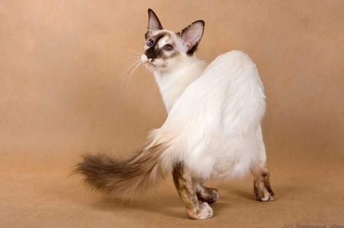 El gato balinés