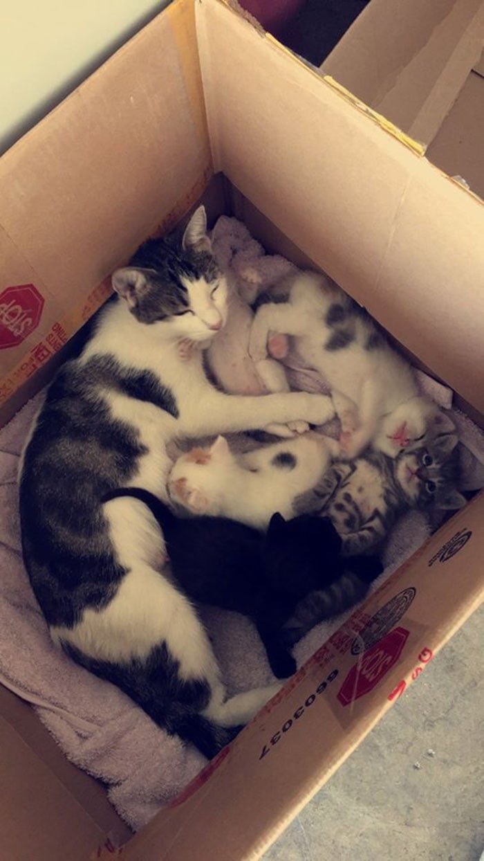 Gata en casa de extraño